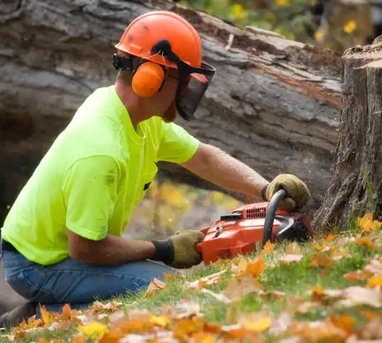 tree services Heidelberg